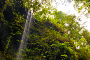 Los tilos. Itinerario para disfrutar de un fin de semana en La Palma